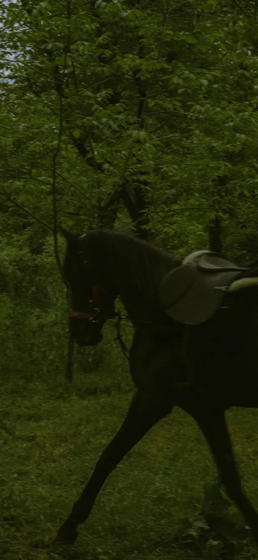 黑马手机壁纸｜树林背景图片 - 静谧户外自然场景「哲风壁纸」