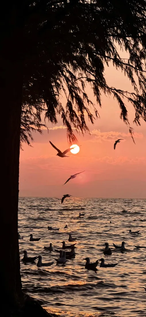 海边晚霞落日手机壁纸｜海滨自然背景图片 - 飞鸟群鸥「哲风壁纸」