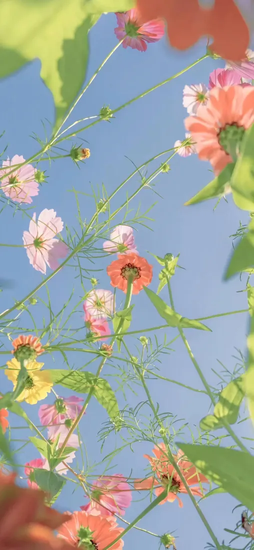 春日花卉手机壁纸｜清新自然背景图片 - 仰拍野花「哲风壁纸」