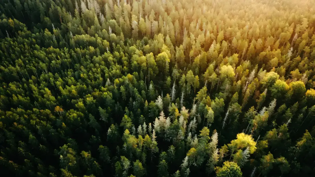 2k北欧原始针叶林壁纸｜自然风景背景图片 - 日照密林「哲风壁纸」