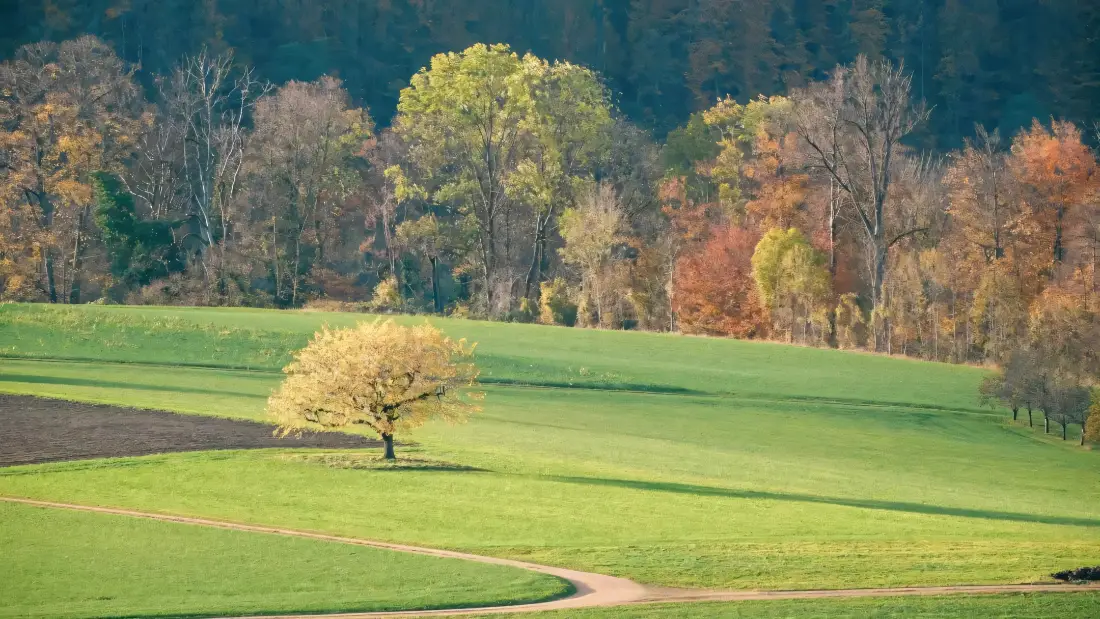 2k自然风景壁纸｜草地背景图片 - 瑞士巴塞尔秋景「哲风壁纸」