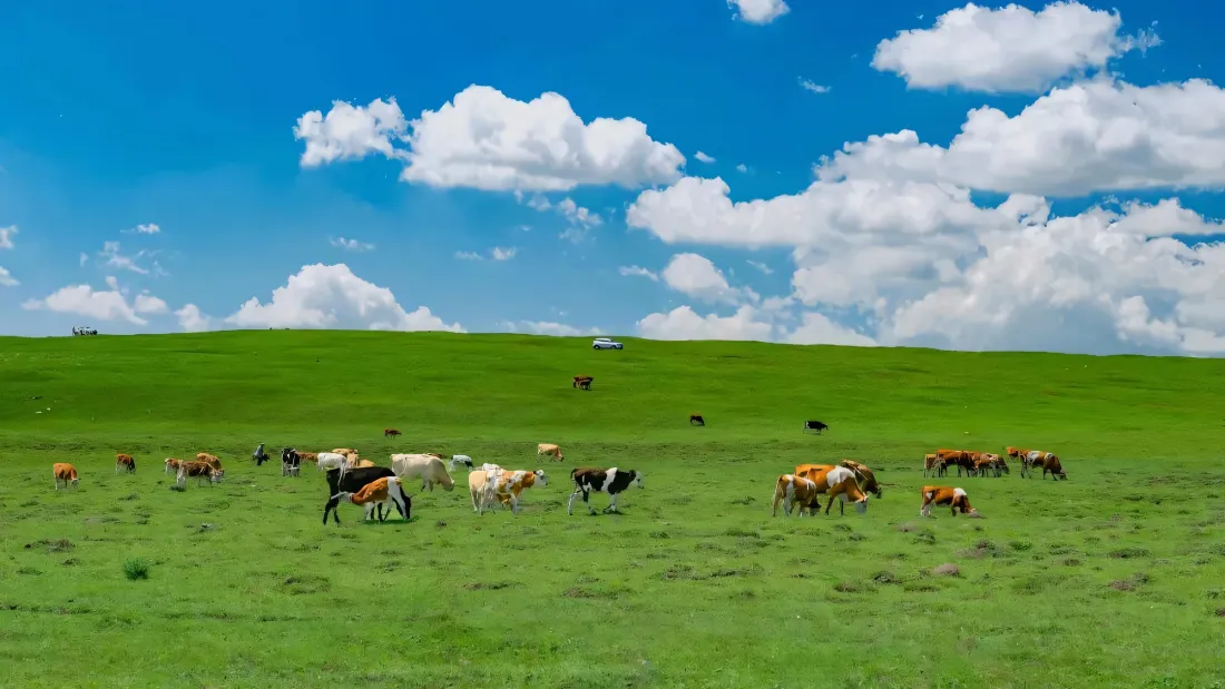 2k呼伦贝尔大草原壁纸｜自然风景背景图片 - 草原牧群「哲风壁纸」