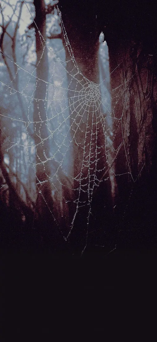 林间蛛网手机壁纸｜自然背景图片 - 露珠特写「哲风壁纸」