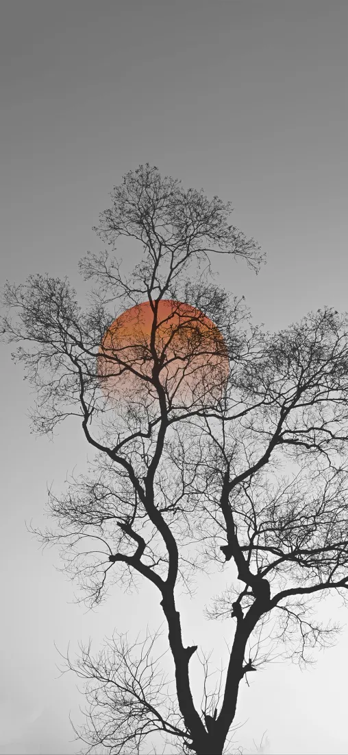 红月手机壁纸｜枯树背景图片 - 夜景「哲风壁纸」