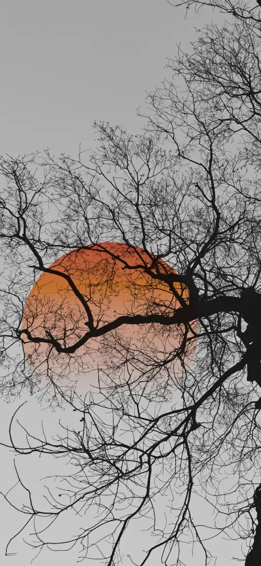 红月手机壁纸｜树枝背景图片 - 夜色疏影「哲风壁纸」