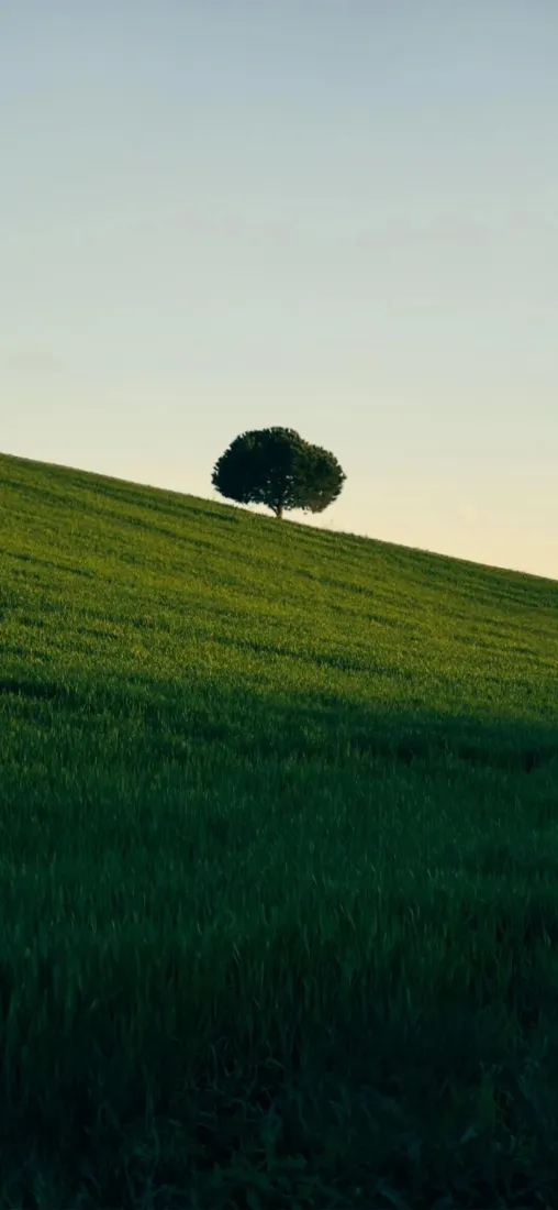 孤树手机壁纸｜自然背景图片 - 开阔草原「哲风壁纸」