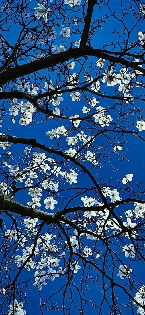 玉兰花手机壁纸｜蓝天背景图片 - 盛开玉兰花枝「哲风壁纸」