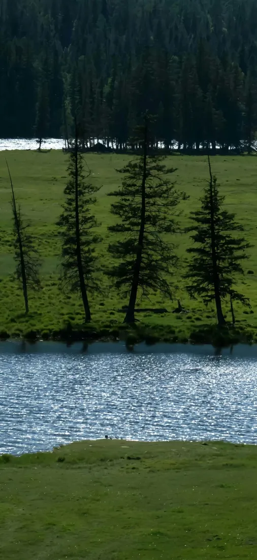 溪流手机壁纸｜自然背景图片 - 郊野树林「哲风壁纸」