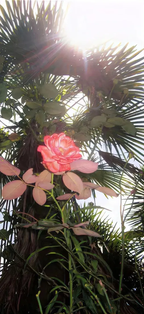 粉玫瑰手机壁纸｜自然背景图片 - 阳光下绿植「哲风壁纸」