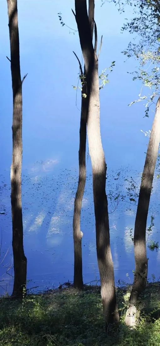 林间草地手机壁纸｜自然风景背景图片 - 湖畔「哲风壁纸」
