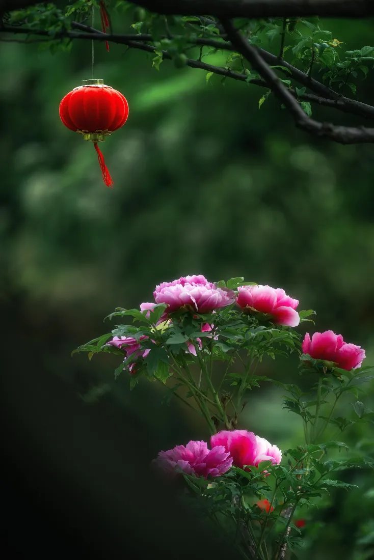 红灯笼手机壁纸｜自然背景图片 - 粉牡丹「哲风壁纸」