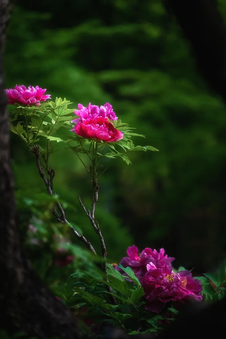 牡丹花手机壁纸｜自然背景图片 - 手机「哲风壁纸」