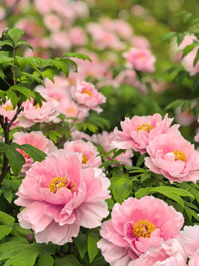 粉色牡丹手机壁纸｜花卉背景图片 - 清新户外「哲风壁纸」