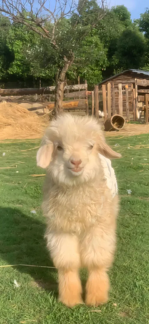 可爱小绵羊手机壁纸｜户外草地背景图片 - 软萌治愈「哲风壁纸」