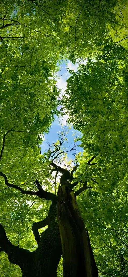 绿荫手机壁纸｜自然背景图片 - 仰拍大树「哲风壁纸」