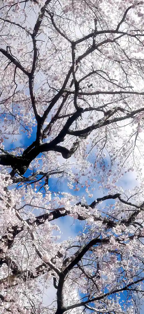 梅花手机壁纸｜自然背景图片 - 蓝天「哲风壁纸」