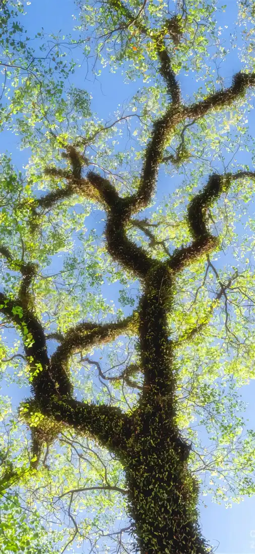 古树手机壁纸｜蓝天背景图片 - 鲜绿枝叶「哲风壁纸」