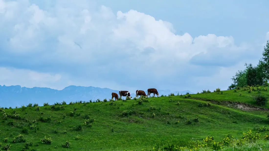 4k草地奶牛壁纸｜自然风景背景图片 - 远山放牧「哲风壁纸」