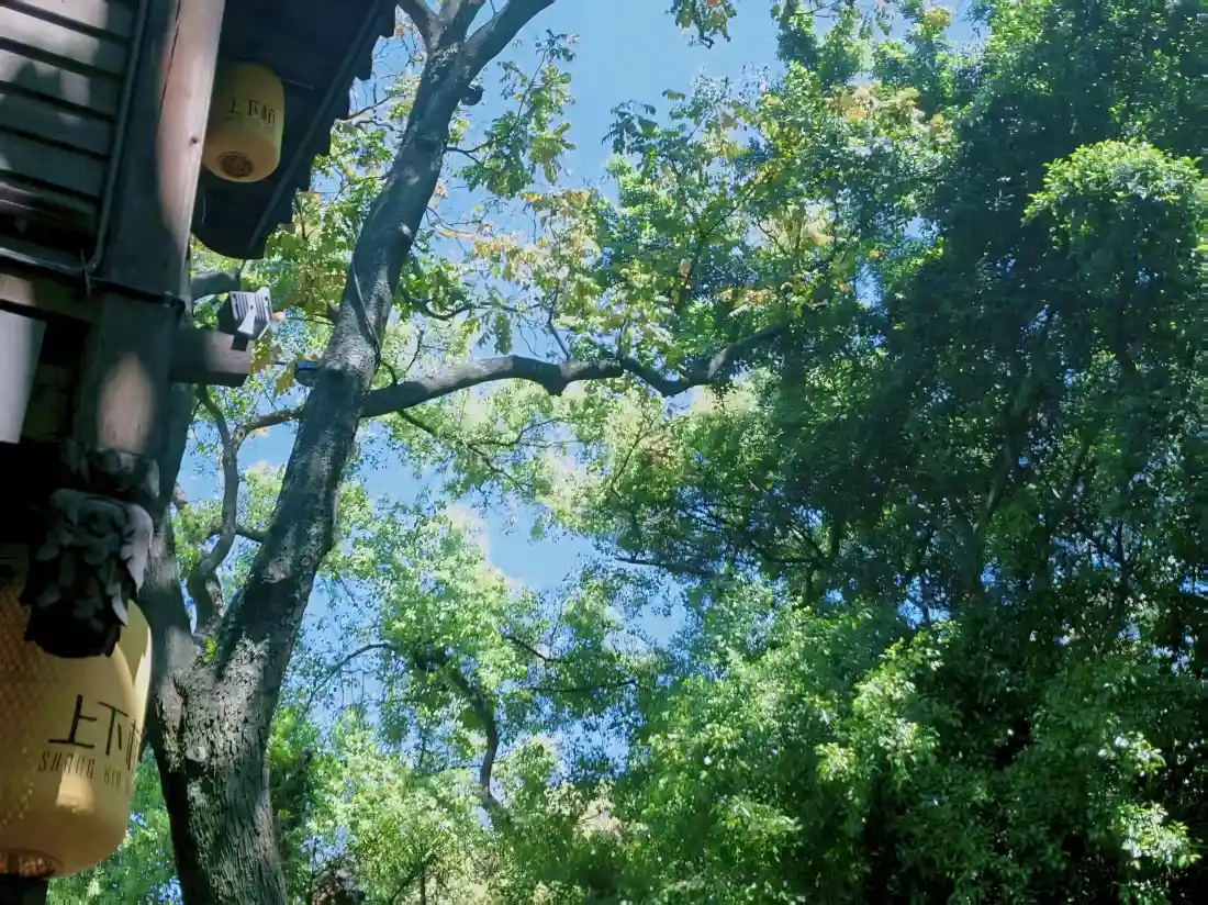 3k古建树木壁纸｜自然风景背景图片 - 晴空绿荫「哲风壁纸」