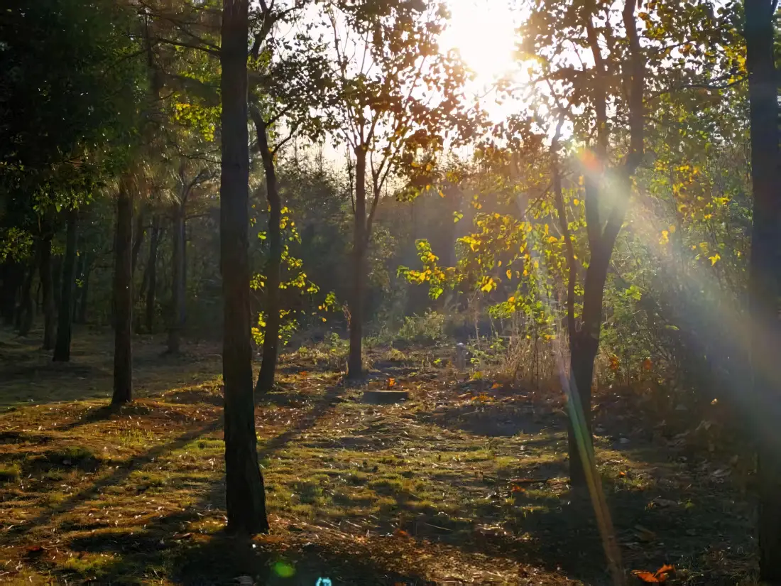 3k丁达尔效应壁纸｜森林背景图片 - 阳光穿透林间「哲风壁纸」