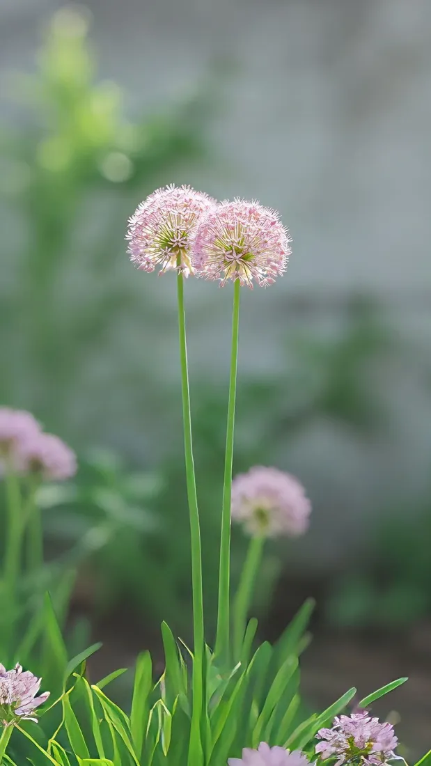 淡粉球形野花手机壁纸｜清新绿植背景图片 - 手机「哲风壁纸」