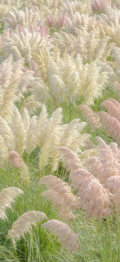 芦苇荡手机壁纸｜渐变背景图片 - 清新自然「哲风壁纸」