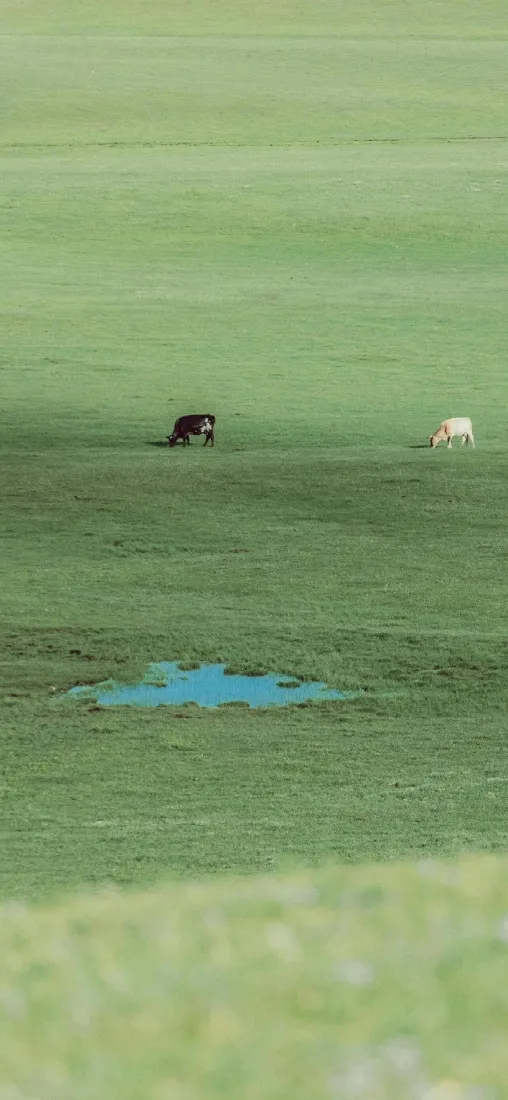 草原手机壁纸｜自然背景图片 - 草地小牛「哲风壁纸」