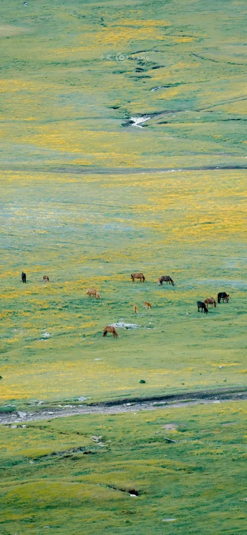 草原手机壁纸｜草地背景图片 - 放牧羊群「哲风壁纸」