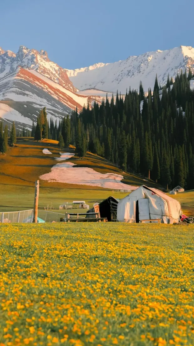 雪山手机壁纸｜草地背景图片 - 高原牧场「哲风壁纸」
