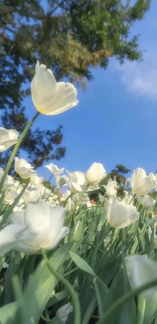白色郁金香手机壁纸｜蓝天背景图片 - 户外花田「哲风壁纸」