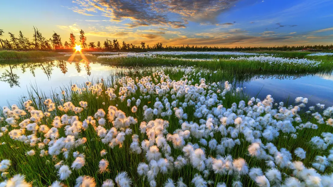 2k花田日落壁纸｜自然湿地背景图片 - 湖畔白花「哲风壁纸」