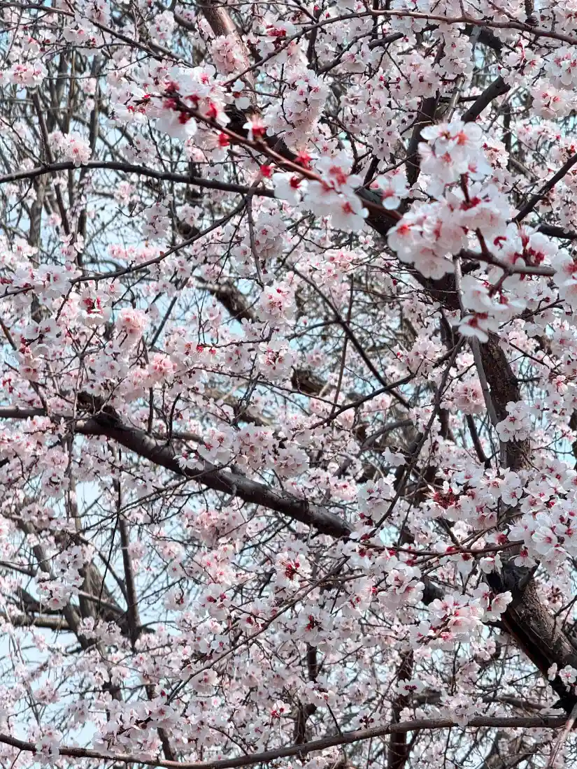 樱花手机壁纸｜春季背景图片 - 粉白盛开花枝「哲风壁纸」