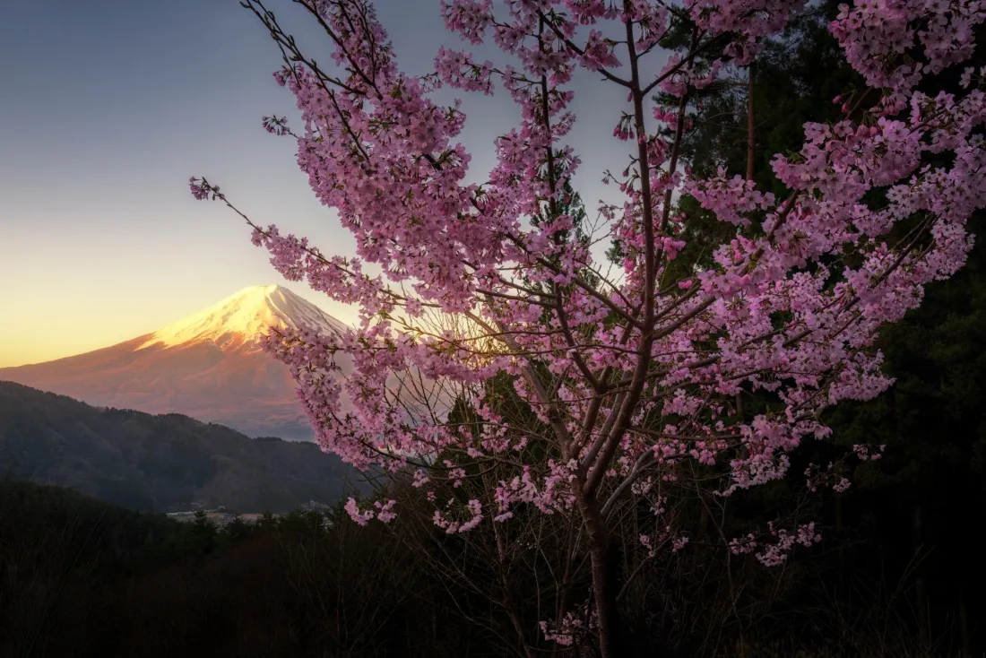 3k富士山壁纸｜樱花背景图片 - 黄昏山景「哲风壁纸」
