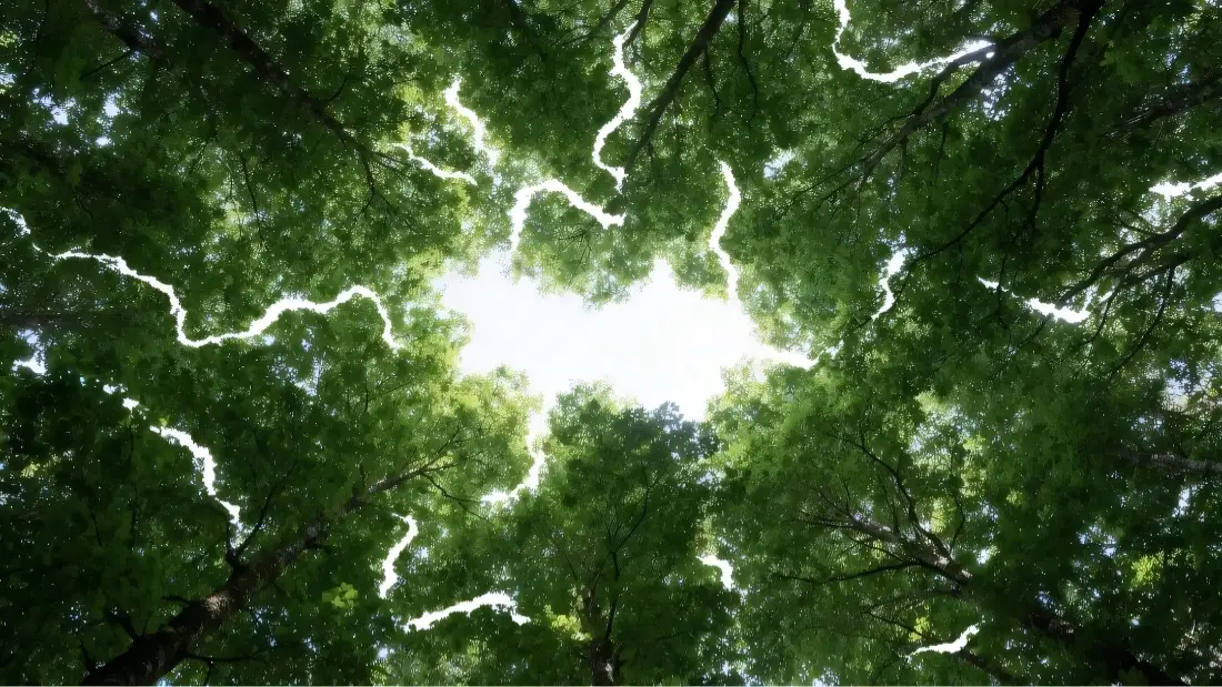 2k树林壁纸｜绿色背景图片 - 林间阳光「哲风壁纸」