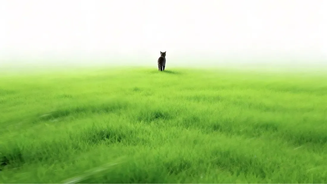 2k小黑猫壁纸｜清新背景图片 - 绿色草地「哲风壁纸」