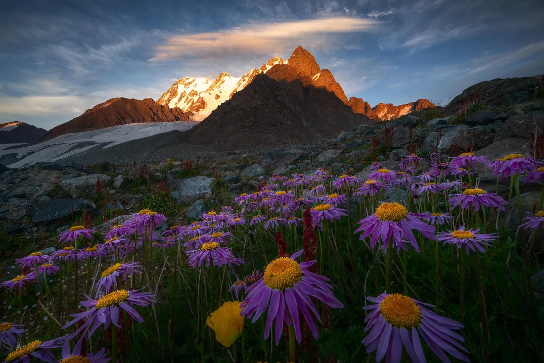 2k紫花雪山壁纸｜风景背景图片 - 黄昏日照金山「哲风壁纸」