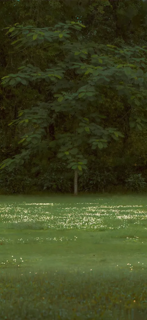 自然手机壁纸｜绿色背景图片 - 林间草地「哲风壁纸」