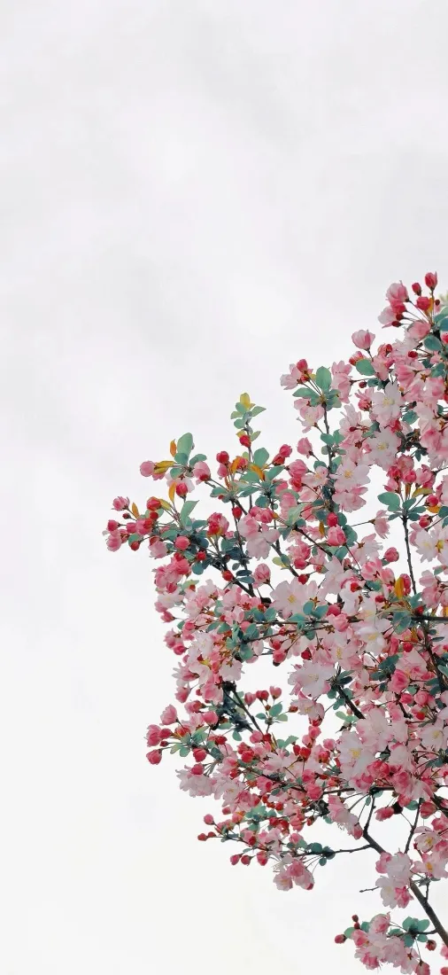垂丝海棠手机壁纸｜纯色背景图片 - 清新花卉「哲风壁纸」