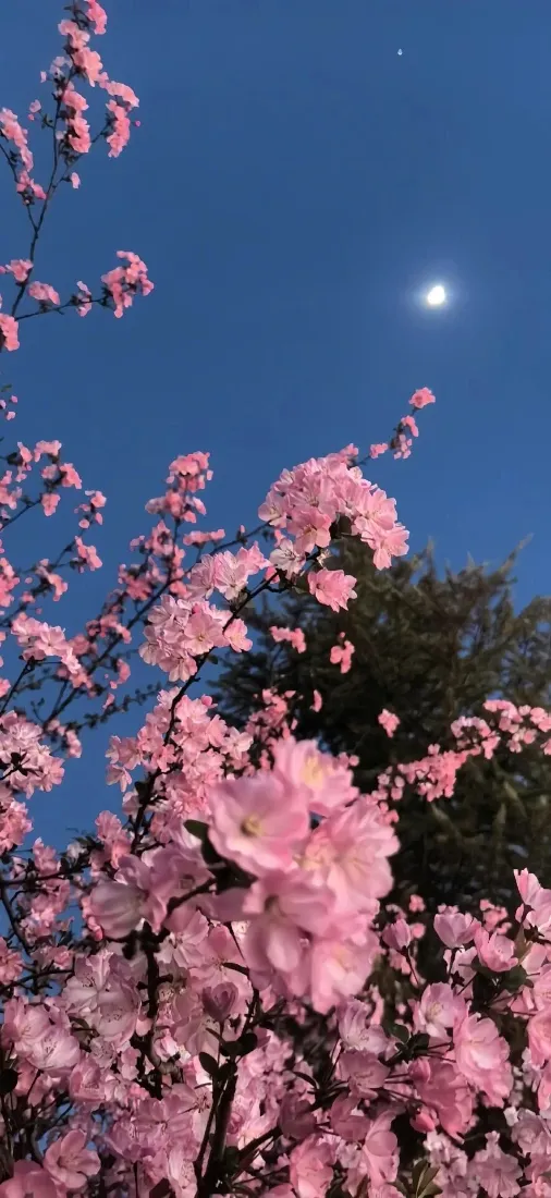 垂丝海棠手机壁纸｜蓝天背景图片 - 粉色花卉「哲风壁纸」