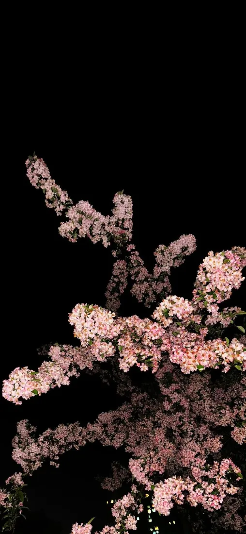 垂丝海棠手机壁纸｜黑色背景图片 - 粉色花枝「哲风壁纸」