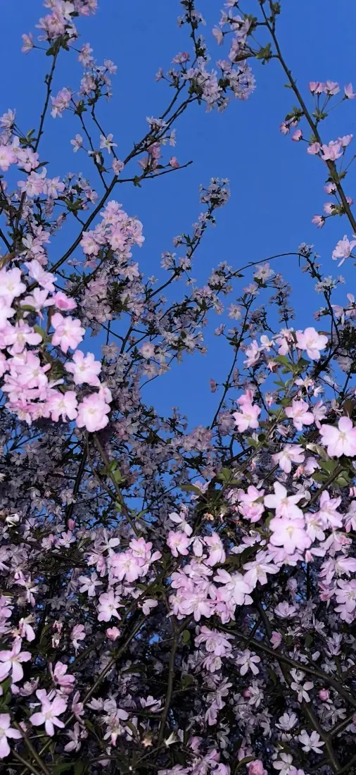 垂丝海棠手机壁纸｜花卉背景图片 - 蓝天粉花「哲风壁纸」