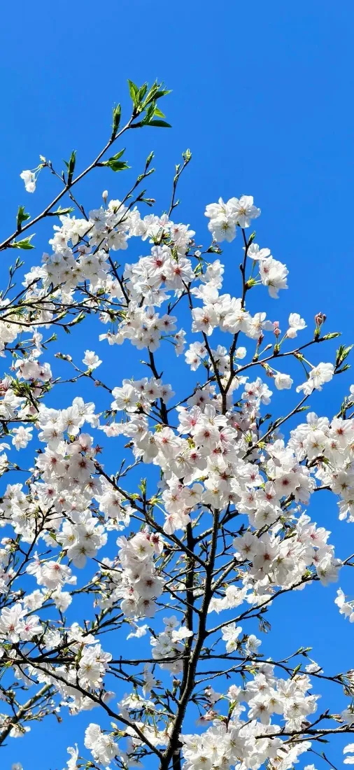 樱花手机壁纸｜蓝天背景图片 - IOS26「哲风壁纸」