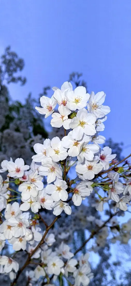 樱花手机壁纸｜蓝天背景图片 - 清新春景「哲风壁纸」