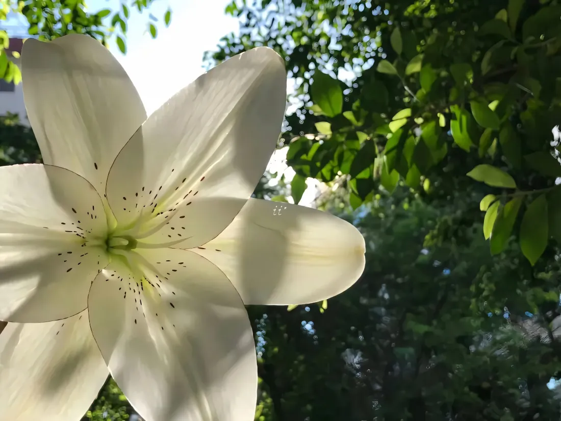 2k白色百合壁纸｜绿色背景图片 - 户外花卉「哲风壁纸」