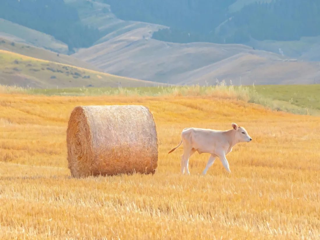 3k原野壁纸｜自然背景图片 - 干草捆小牛「哲风壁纸」