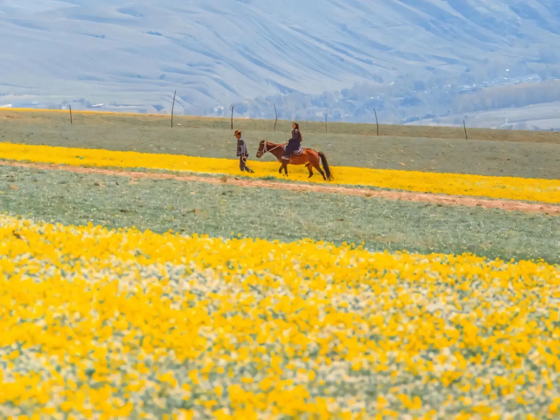 3k花田壁纸｜自然风景背景图片 - 旷野骑马「哲风壁纸」