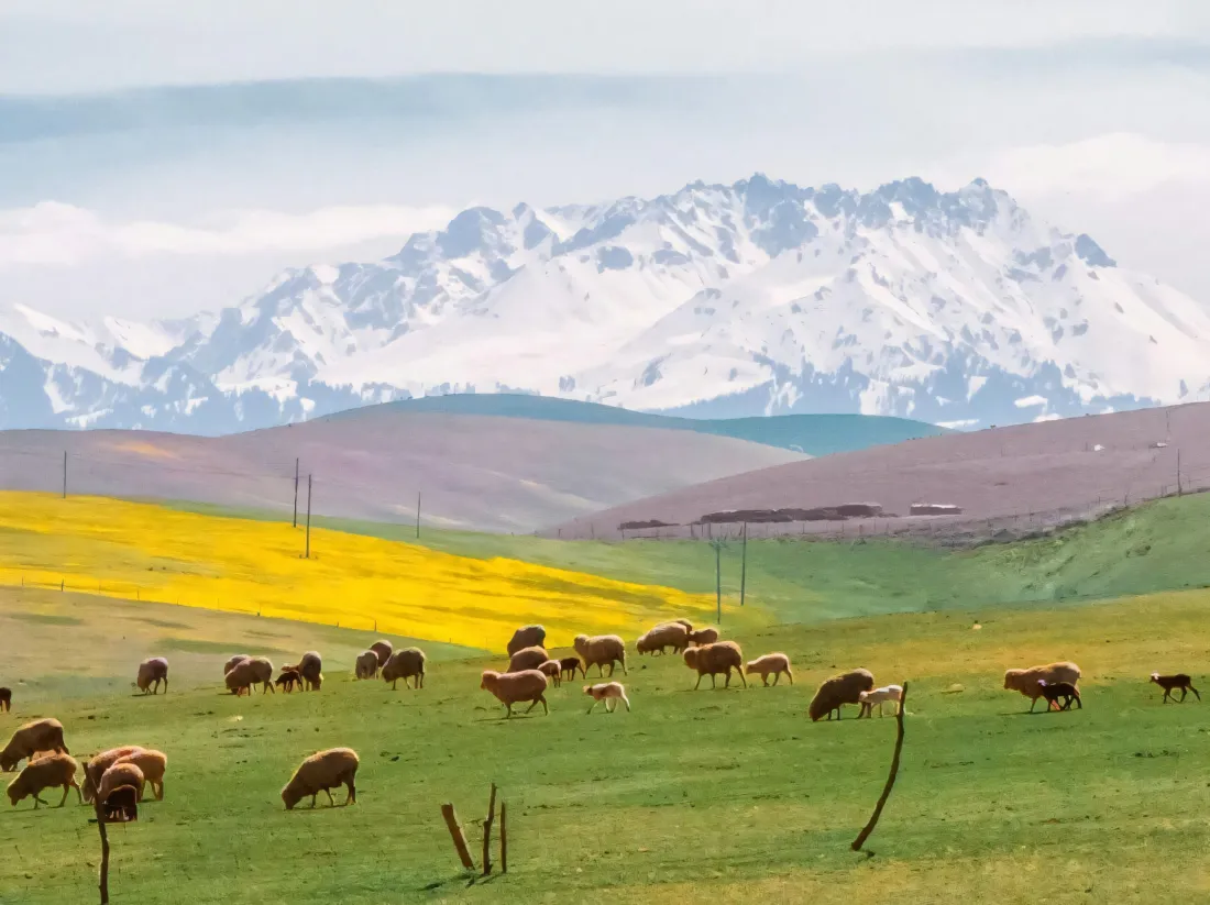 3k雪山壁纸｜草原背景图片 - 牧场「哲风壁纸」