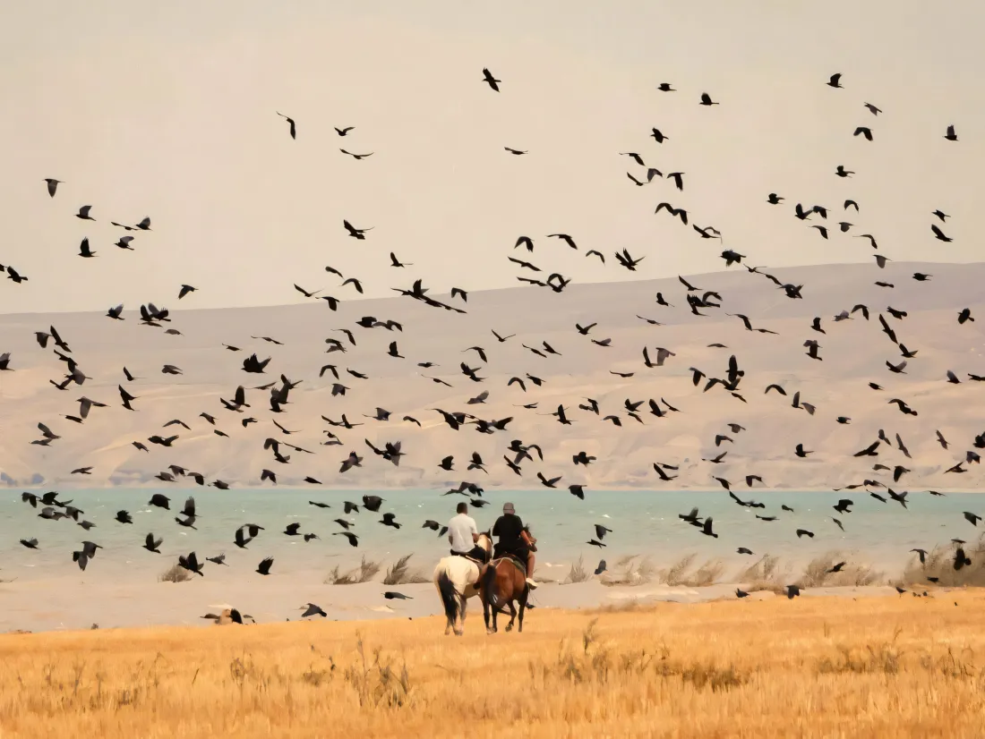 3k飞鸟壁纸｜草地背景图片 - 旷野骑马「哲风壁纸」