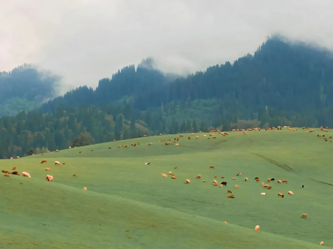 3k草原壁纸｜自然背景图片 - 牧场牛羊「哲风壁纸」