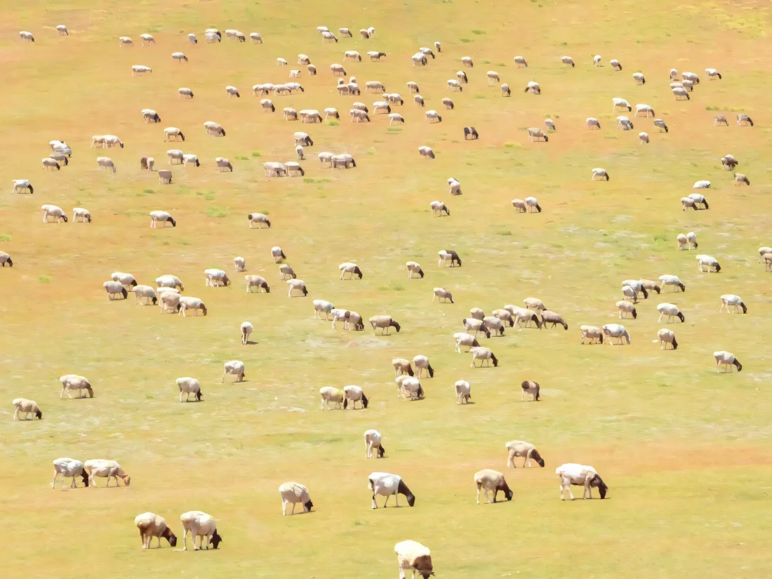 3k草原壁纸｜自然背景图片 - 牧场羊群「哲风壁纸」